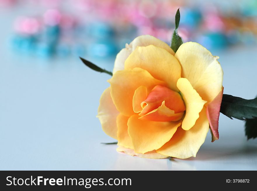 Image of yellow rose flower