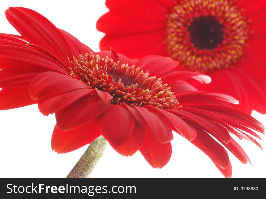 Close up image of red gerber flowers