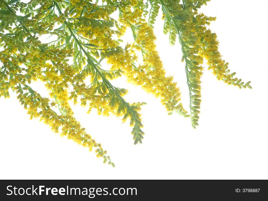 Image of yellow wild flowers. Image of yellow wild flowers