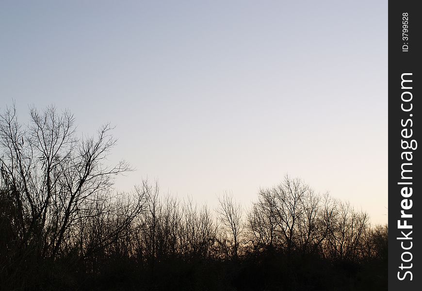 An evening picture of the silhouettes of trees against a clear sky