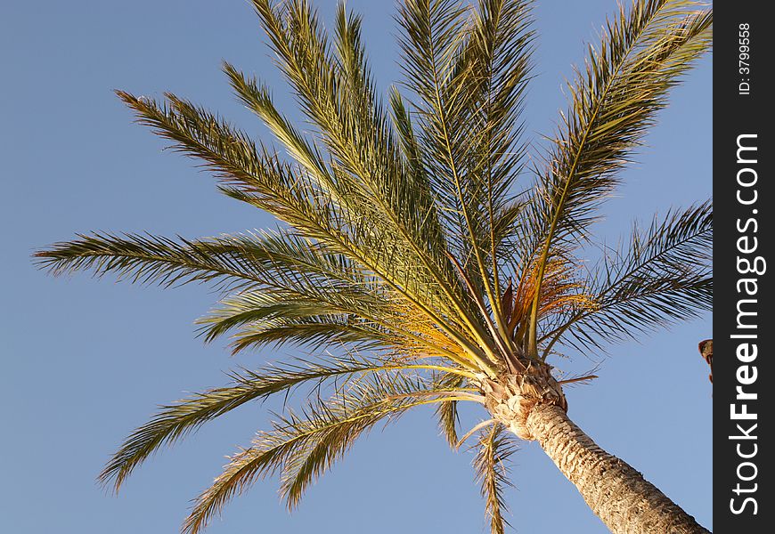 A palm tree seen from below