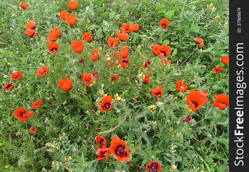 Poppy field in Vakhsh valley of Tadjikistan