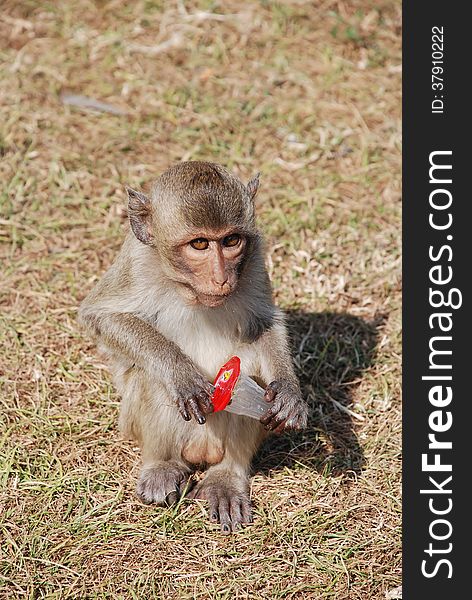 Monkey eats jelly community monkeys in Lop Buri