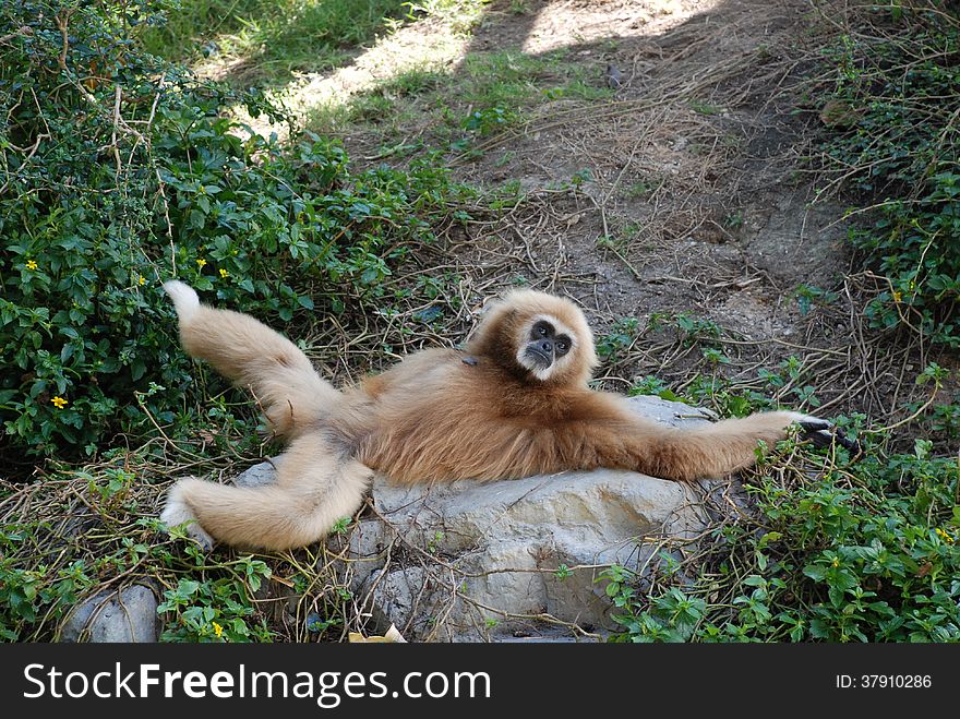 Resting Monkey - Long-armed Gibbon