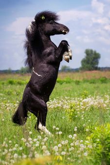 Pony Stock Images