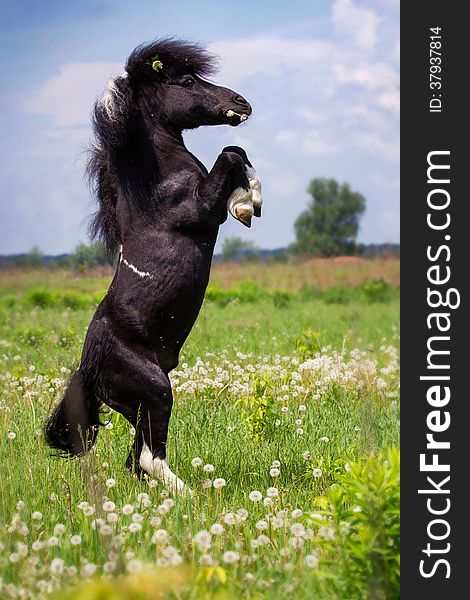 Pony standing in the middle of a green field