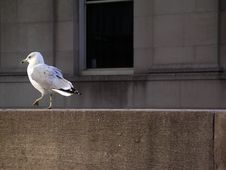 Seagull Stock Photography