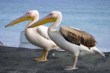 Pelicans Stock Images Pelicans Stock Images