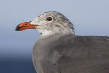 Heermanns Gull Close-up Royalty Free Stock Photography