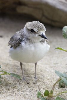 Snowy Plover 1 Royalty Free Stock Photos Snowy Plover 1 Royalty Free Stock Photos