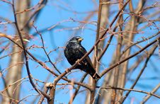 Starling Royalty Free Stock Photography