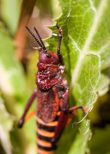 Red Grasshopper Stock Image
