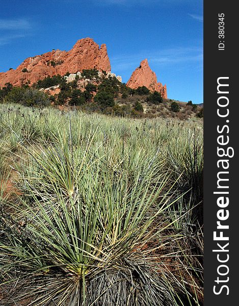 Catus And Rock Formation