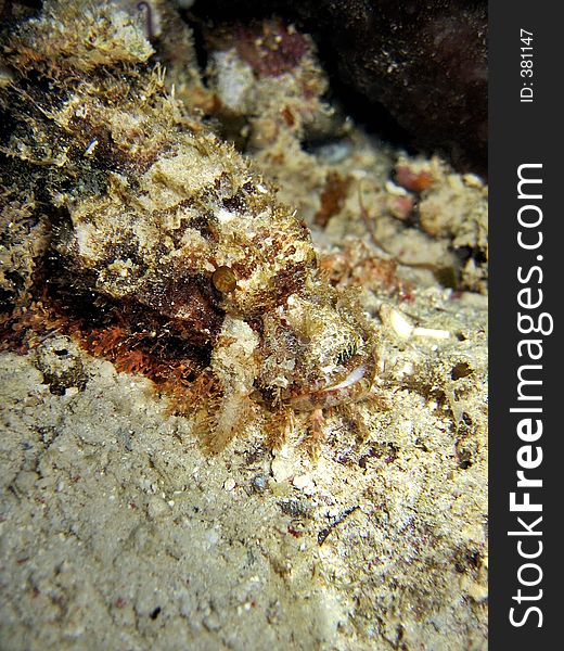 Scorpionfish head. Scorpionfish head