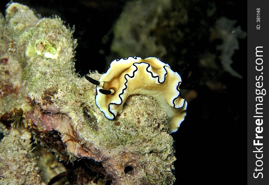 A nudibranch species. A nudibranch species