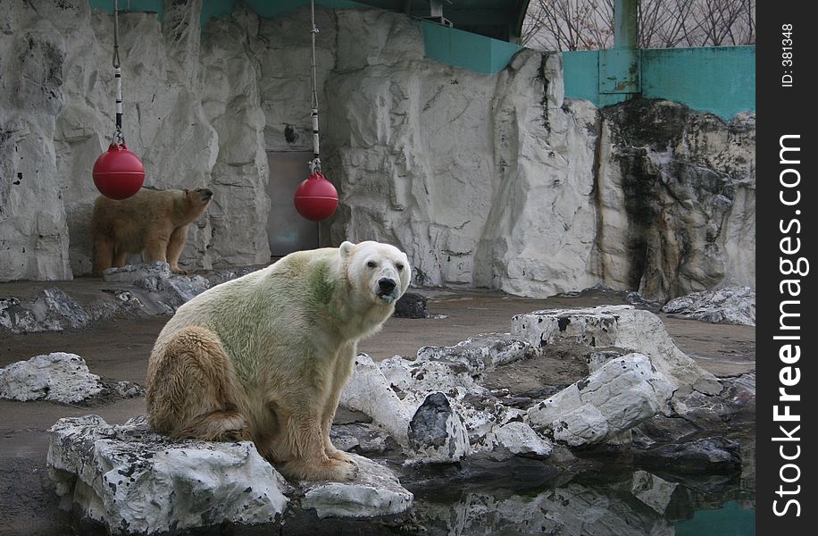 Polar bear in captivity