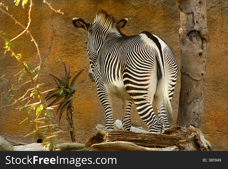 A zebra is at an impasse infront of a tall wall. A zebra is at an impasse infront of a tall wall.