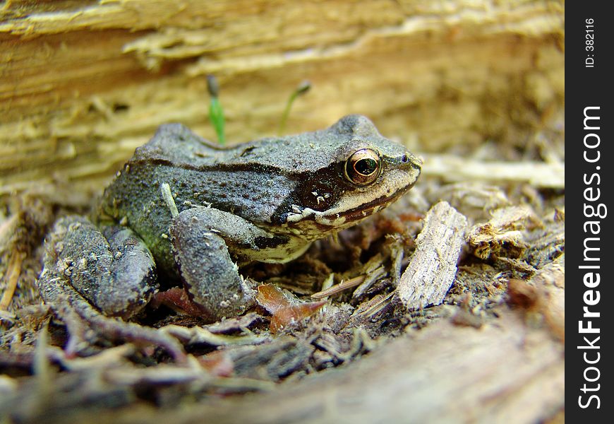 A frog in forest.