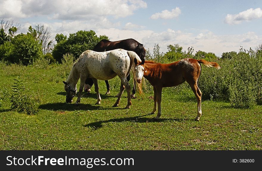 Mommy,Daddy and Baby horse. Mommy,Daddy and Baby horse