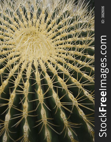 A closeup shot of a cactus