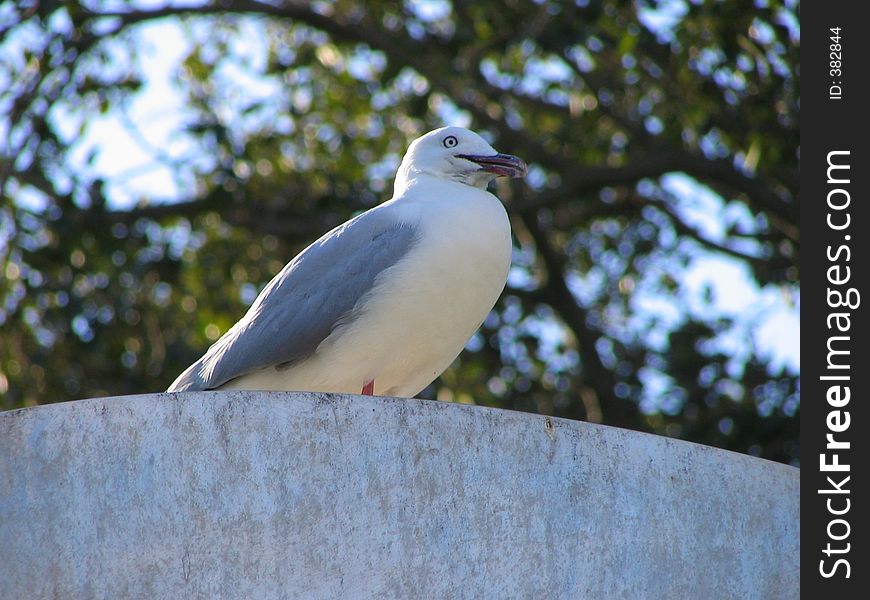 Seagul sitting on a stone