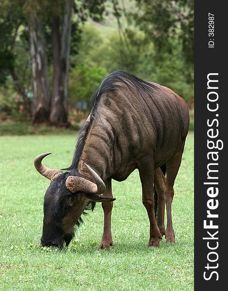 Wild Blue wildebees grazing in field