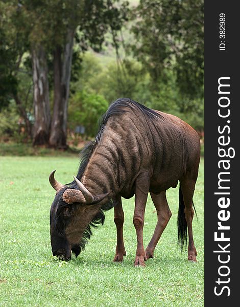 Wild Blue wildebees grazing in field