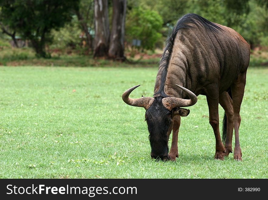 Wild Blue Wildebees Grazing