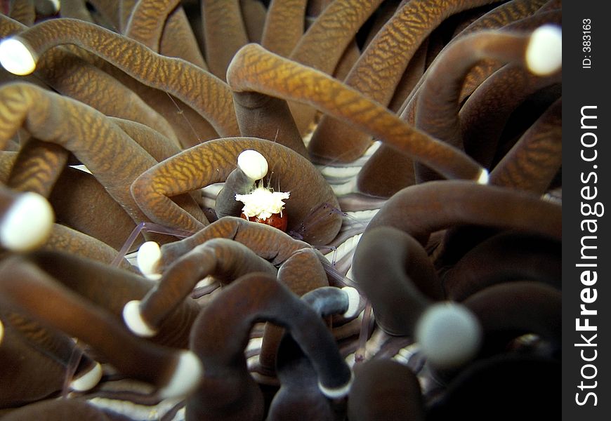 Hiding in mushroom coral. Hiding in mushroom coral