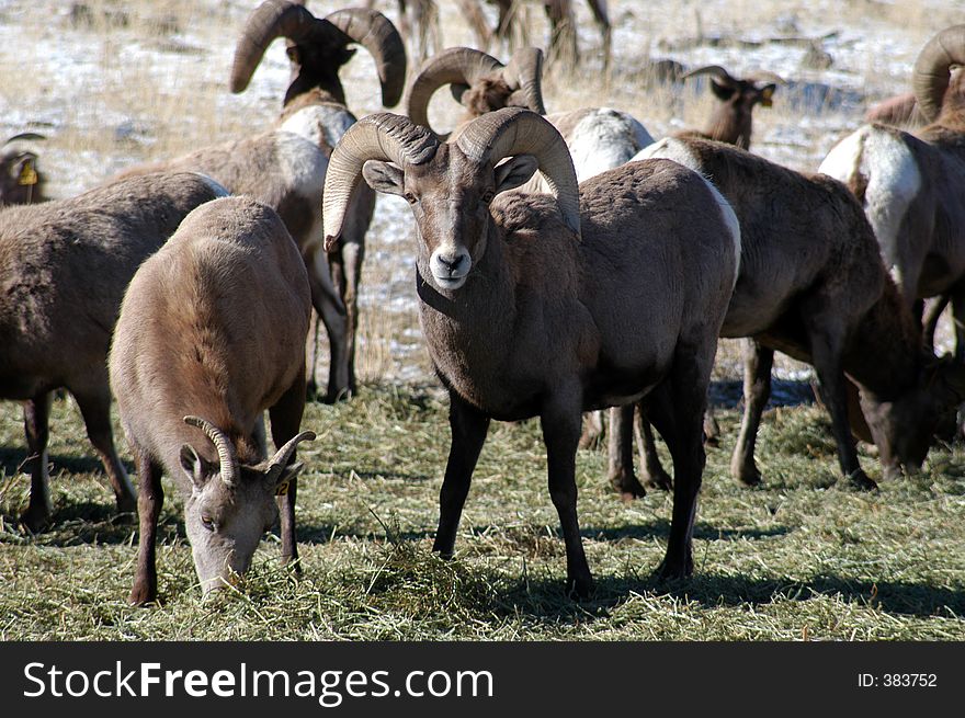 Wild Big Horn Sheep eating. Wild Big Horn Sheep eating