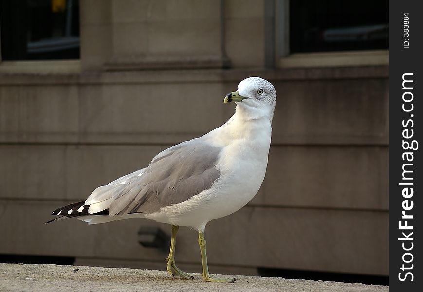 Seagull by the Toronto Union Station. Focus is on the seagull. Shallow depth of field. Very clear subject.
