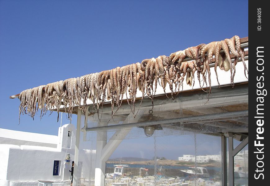Newly caught octupus drying in the sun. Newly caught octupus drying in the sun