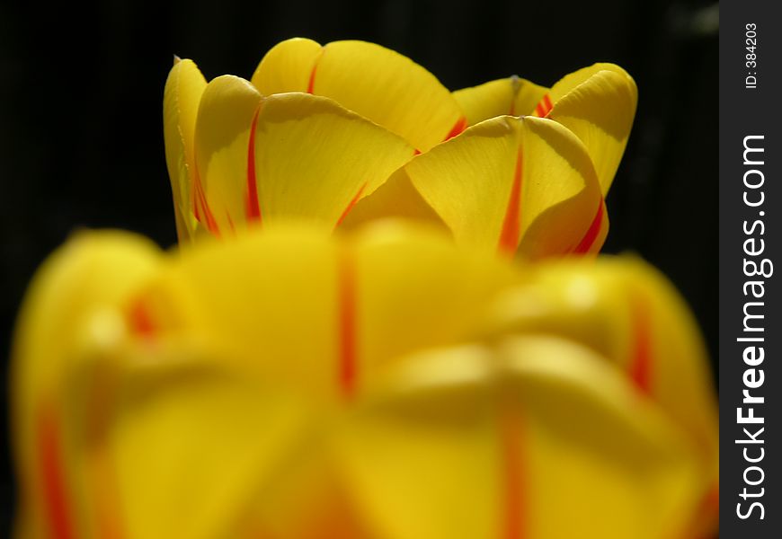 Two perfect yellow and red tulips