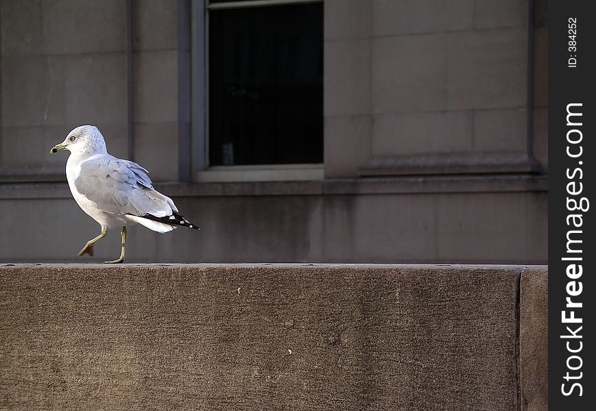 Seagull taking a walk by the Toronto Union Station. Focus is on the seagull. Shallow depth of field.