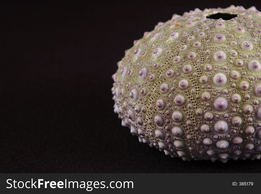Sea urchin shell, black background