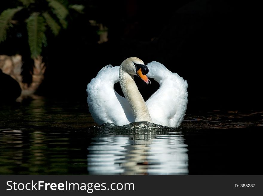 Swan with reflection. Swan with reflection