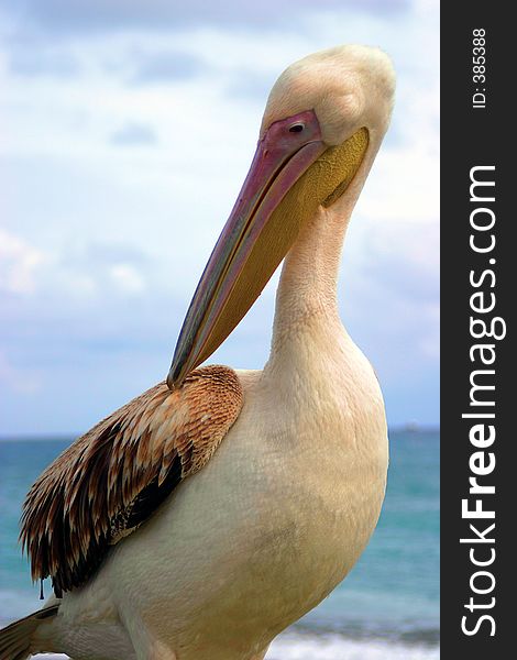 Pelican close-up