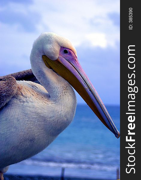 Pelican close-up