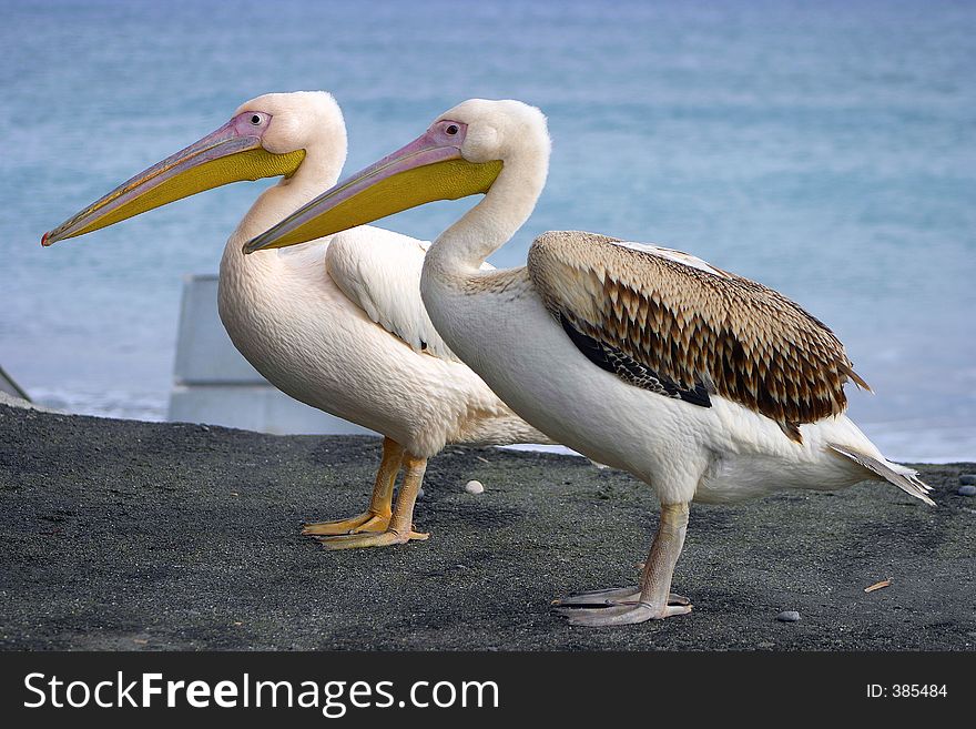 Two pelicans.