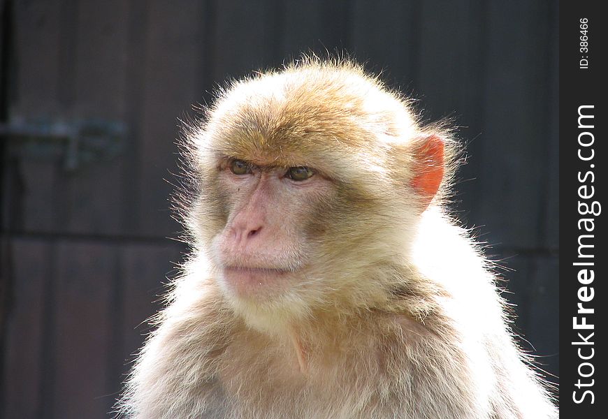 Ape looking mean