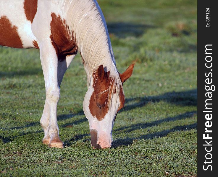 Pinto grazing in meadow