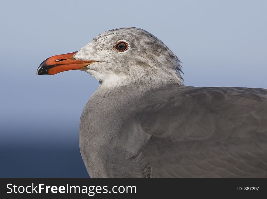 A Heermans Gull standing on rocks. A Heermans Gull standing on rocks