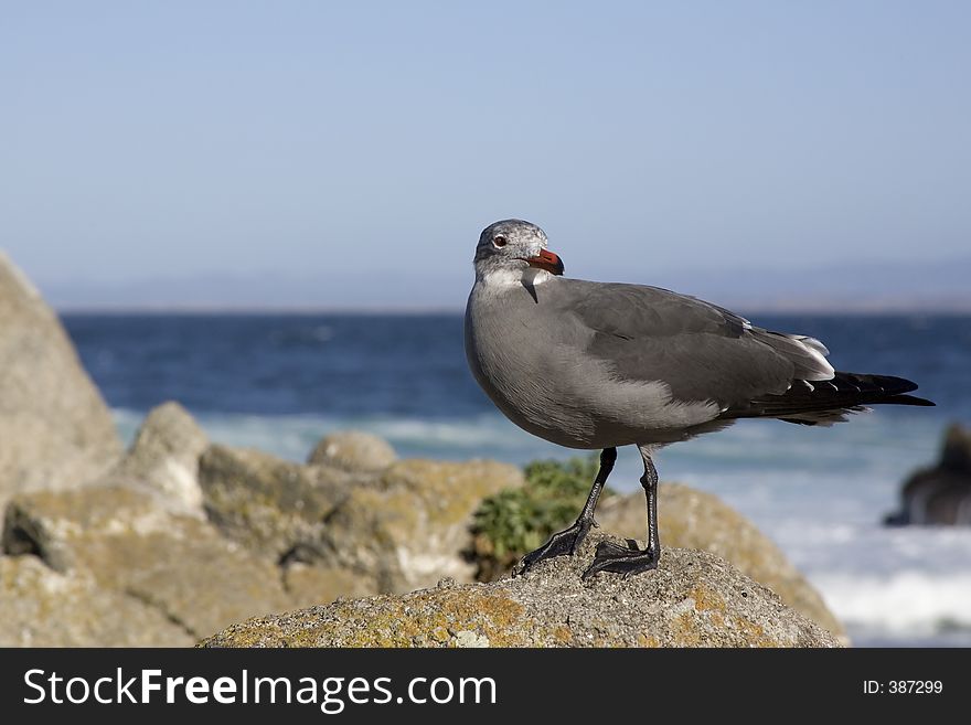 A Heermans Gull standing on rocks. A Heermans Gull standing on rocks
