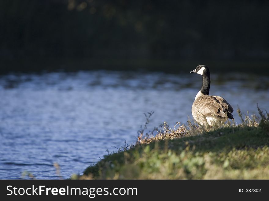 Canadian goose standing intently on the shore of a small lake. Canadian goose standing intently on the shore of a small lake.