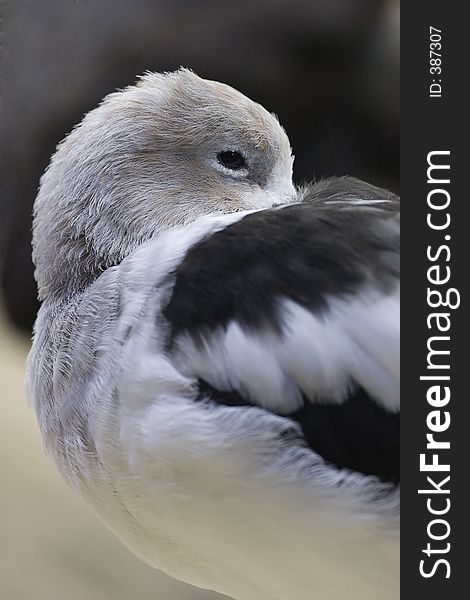 American avocet taking a little nap. American avocet taking a little nap