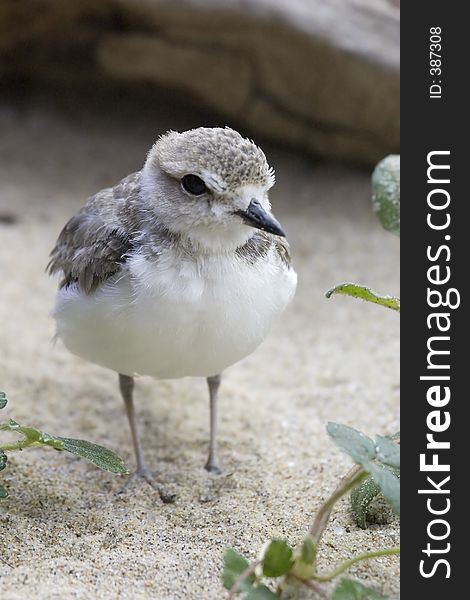 Snowy Plover up close and personal in the sand. Snowy Plover up close and personal in the sand