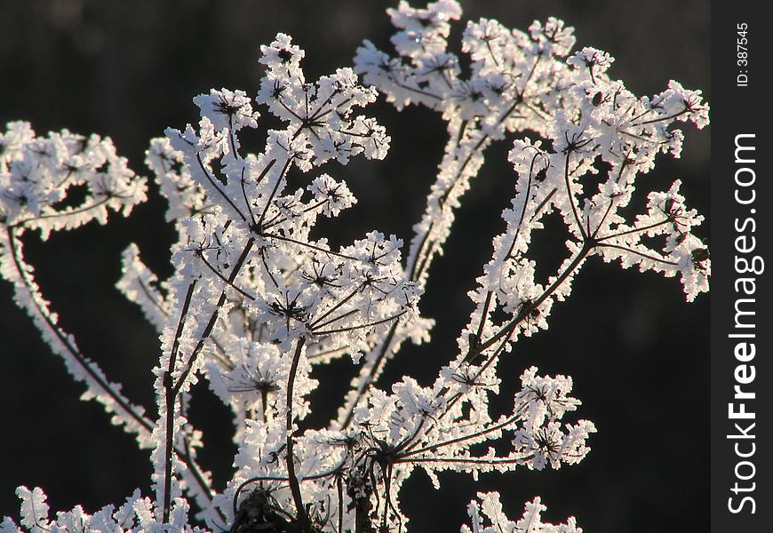 Field plants covered by hoarfrost. Field plants covered by hoarfrost