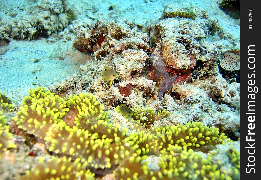 Tiny but beautiful damselfish. Tiny but beautiful damselfish