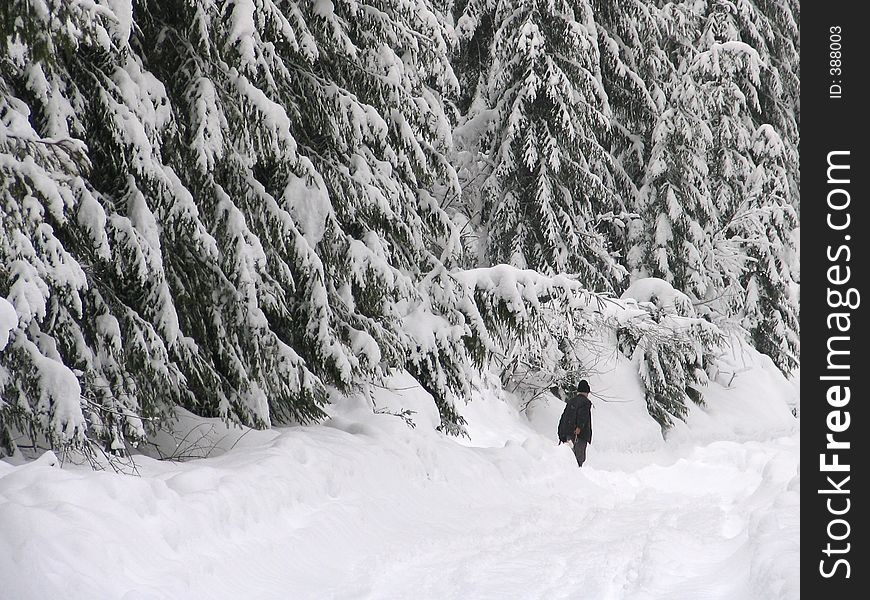 Old man dragging woods through snow in Romania countryside. Old man dragging woods through snow in Romania countryside