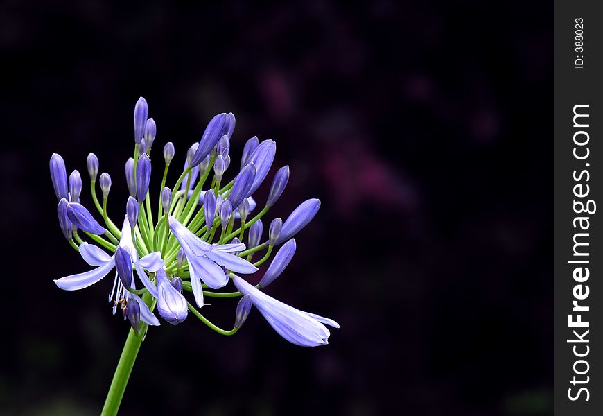 A lonely flower bouquet. A lonely flower bouquet